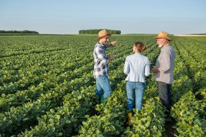 Three people walking through a field, engaged in conversation.