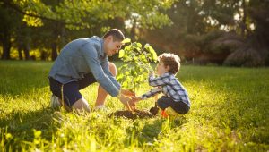 An adult and a young child are planting a tree together in a sunny, green park.